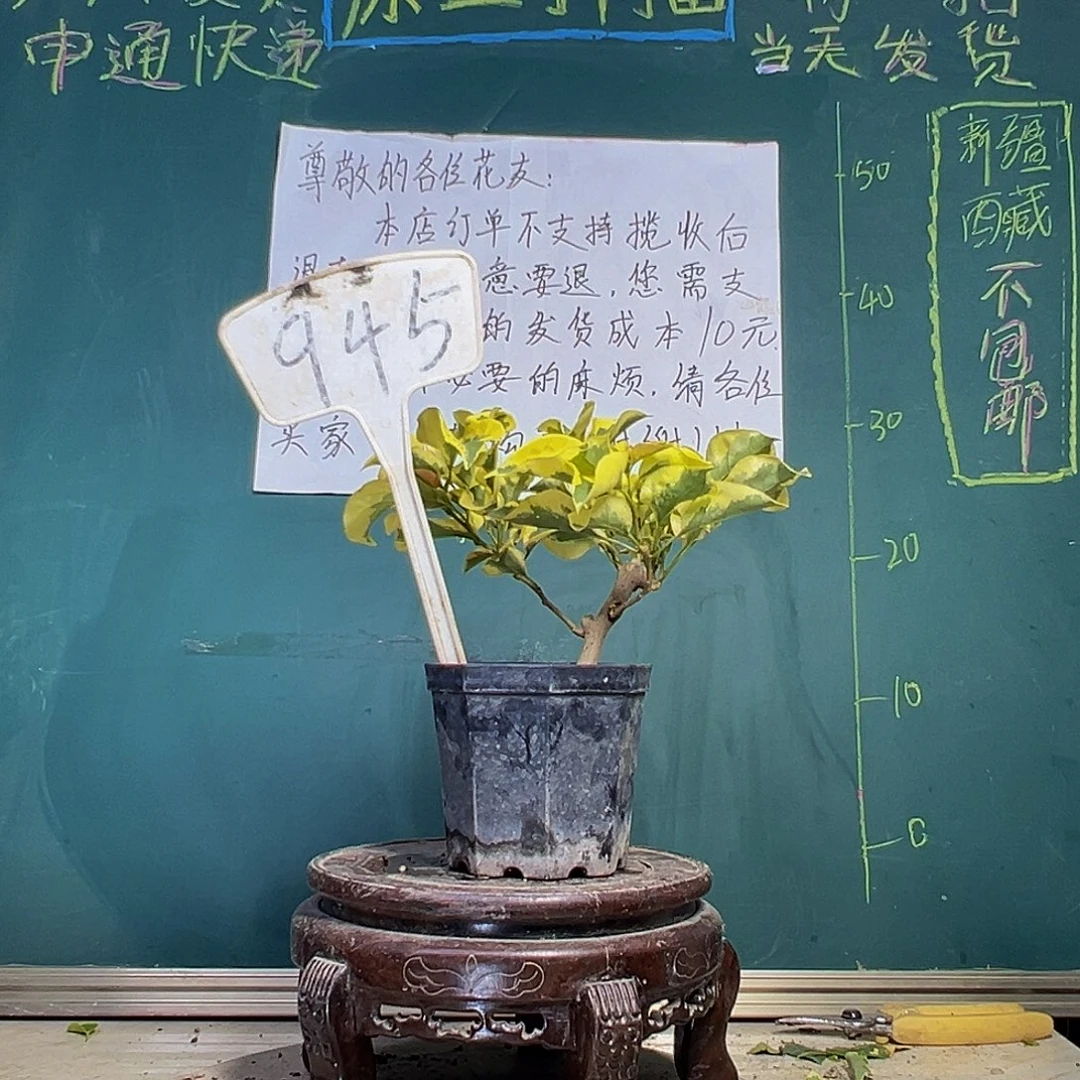 当前无花栽培后可以开花 一颗盲盒 大宝 945