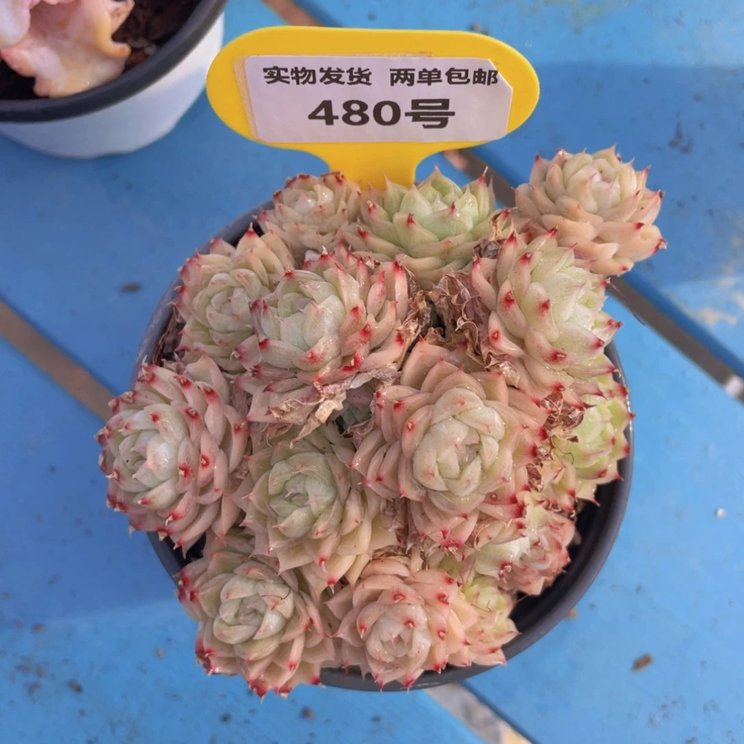 480号下播福利麦秆群一个不包整