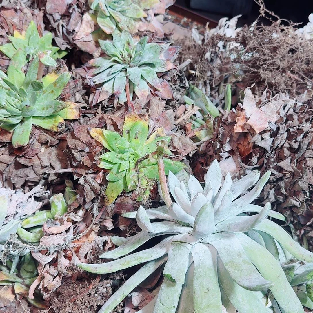 瑕疵四颗雪山多肉不售后