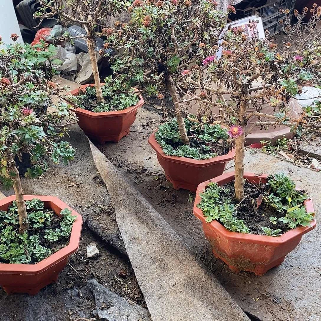 半***欢完全开放盆景菊花