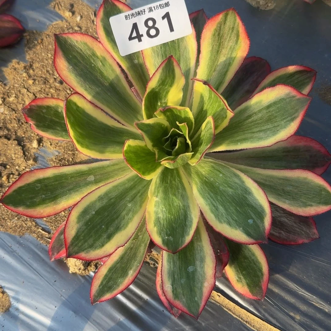 481红红魔女。duo r