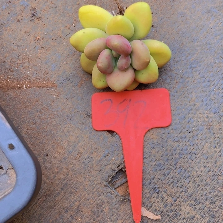 在家闲不住也可以轻松