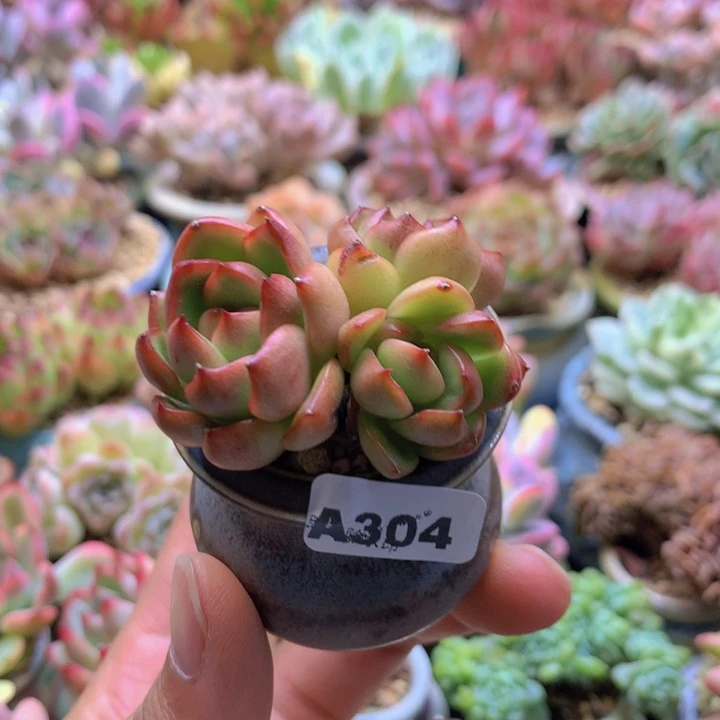 一物一拍含盆土满38包邮A304