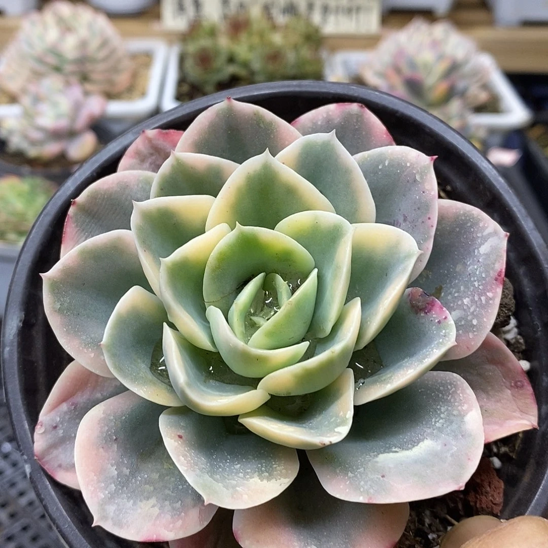 1738 星纳塔覆轮锦