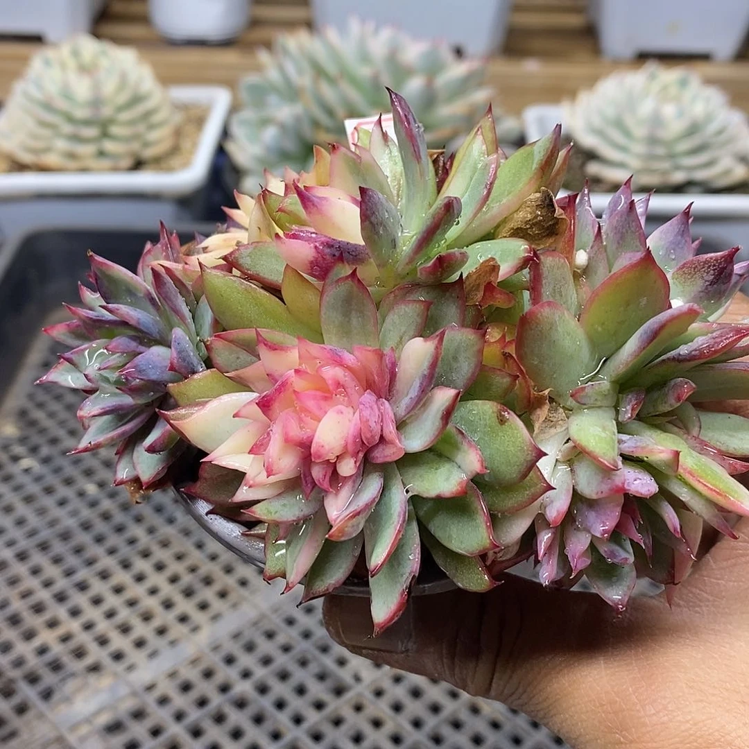 2042 紫水晶花脸锦群 有点变异