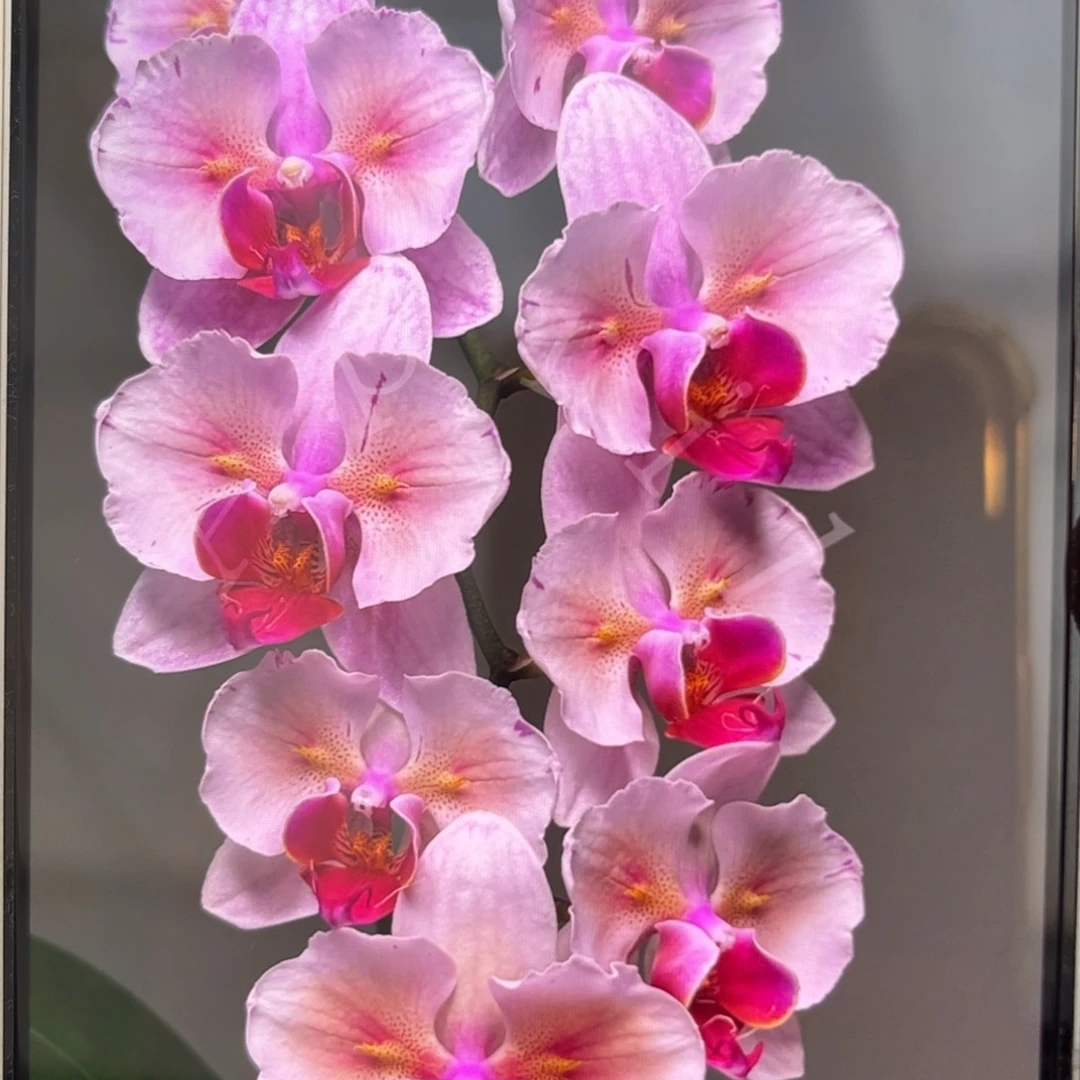 无花朵2.8寸樱花公主变异苗