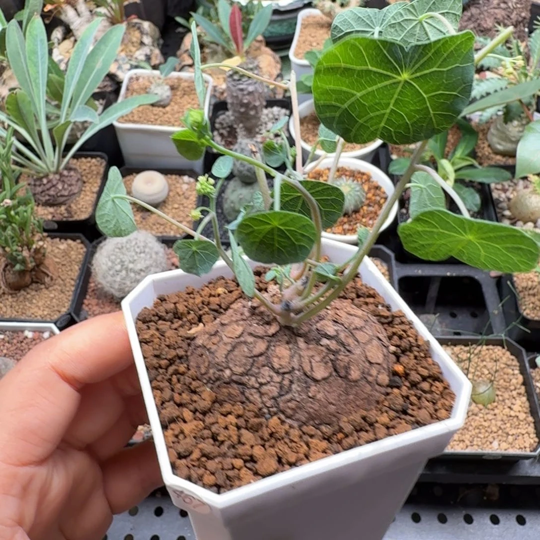 山乌龟 467 仙人球