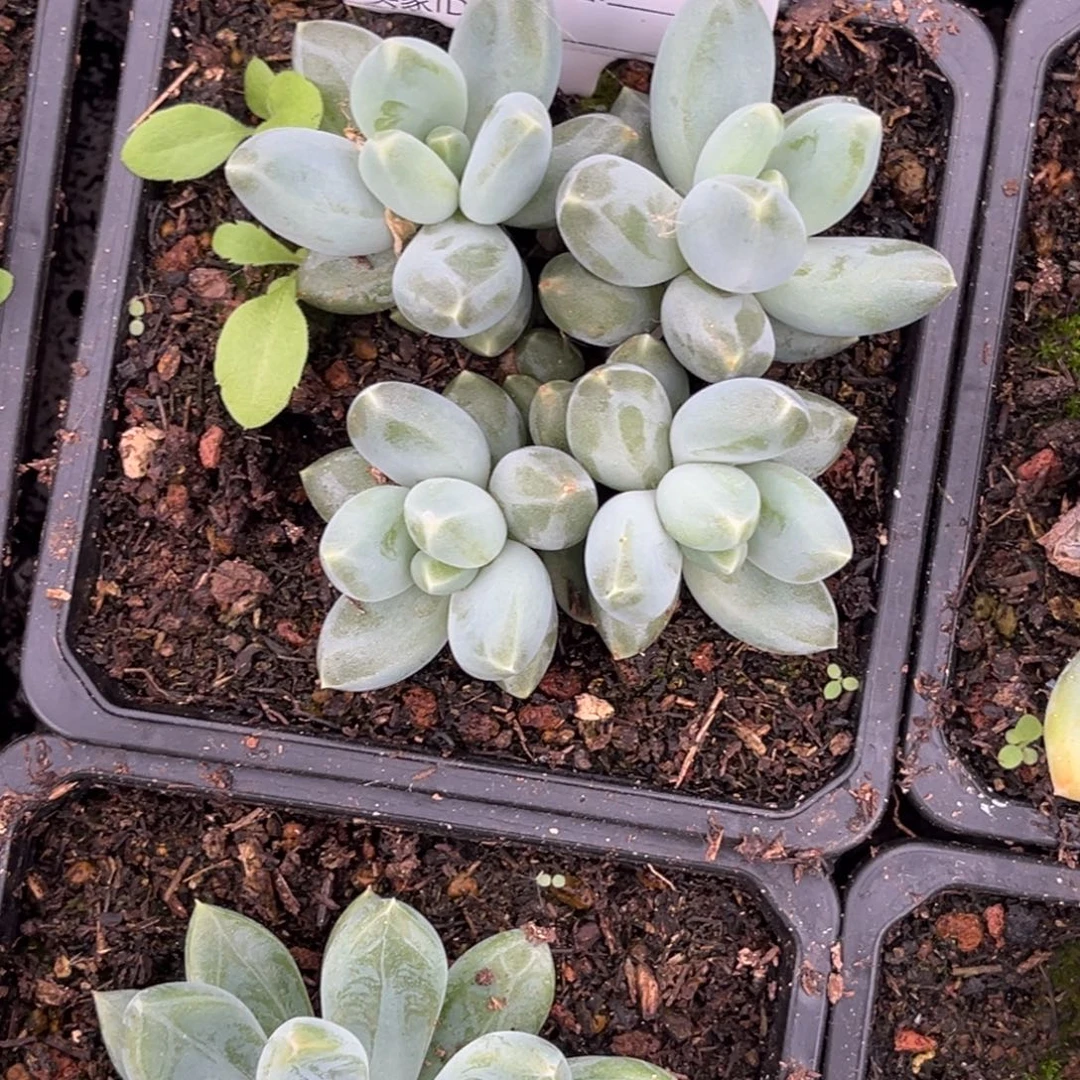 美人系多肉植物769