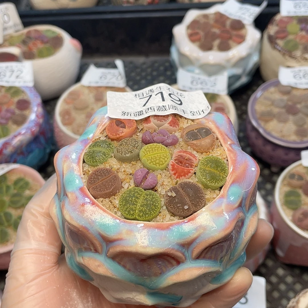 相遇生石花链接719