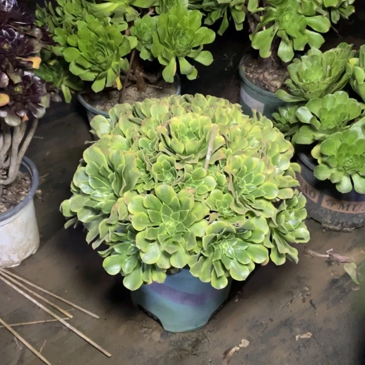 35多肉植物多肉多肉多肉