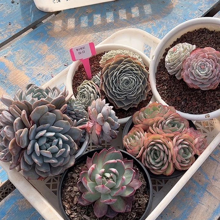 18.13一筐多肉植物