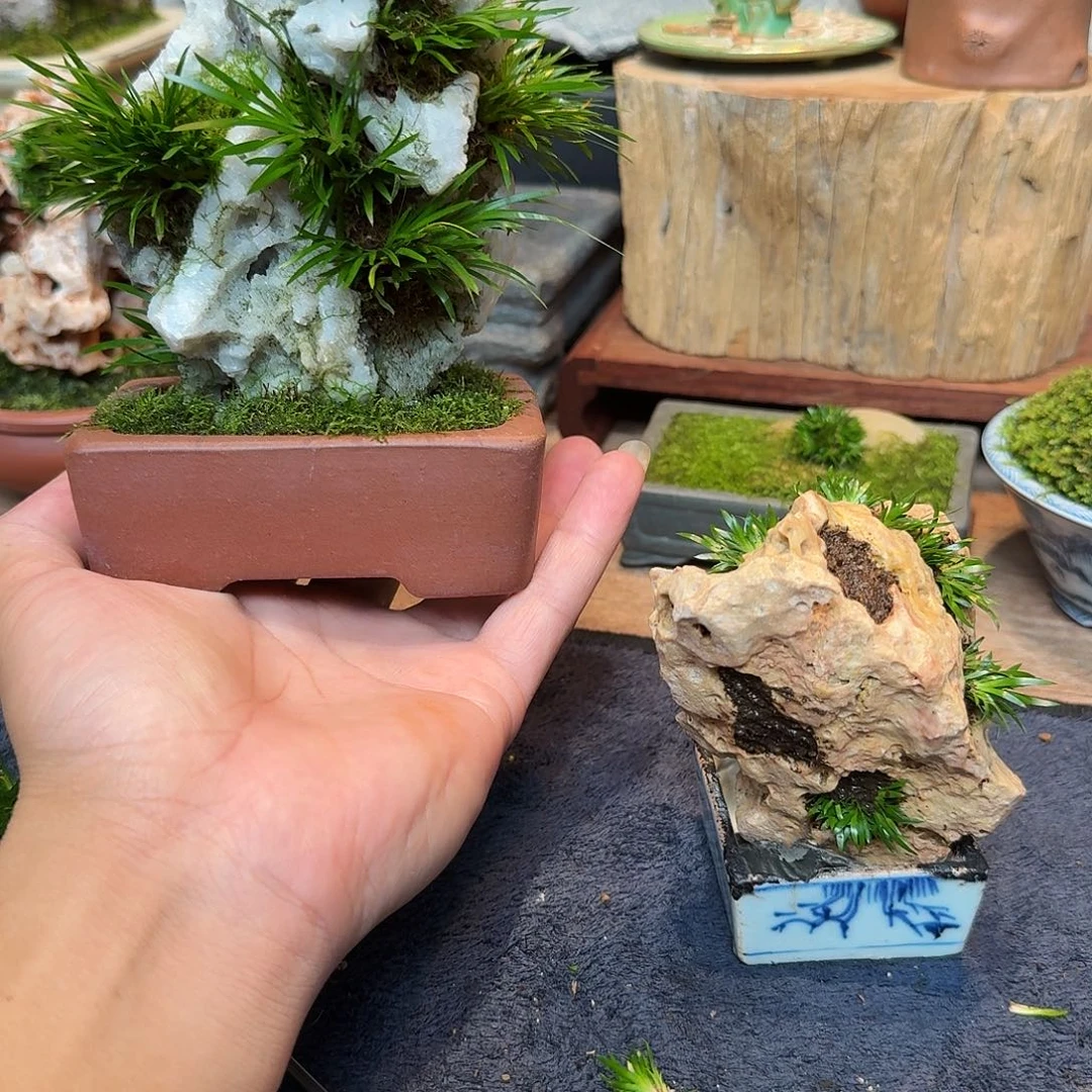 阿***娜昆石贵船苔石头草。