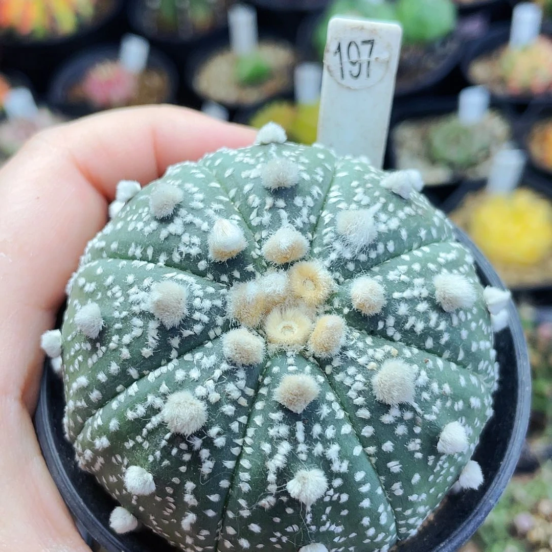 非偏远地区满25包邮仙人球裸根