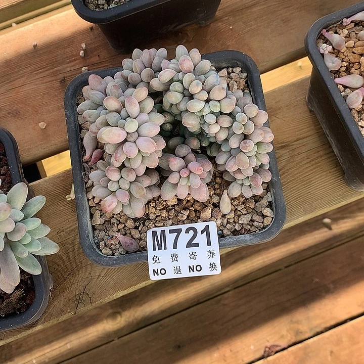 汤圆缀化 默认侧切