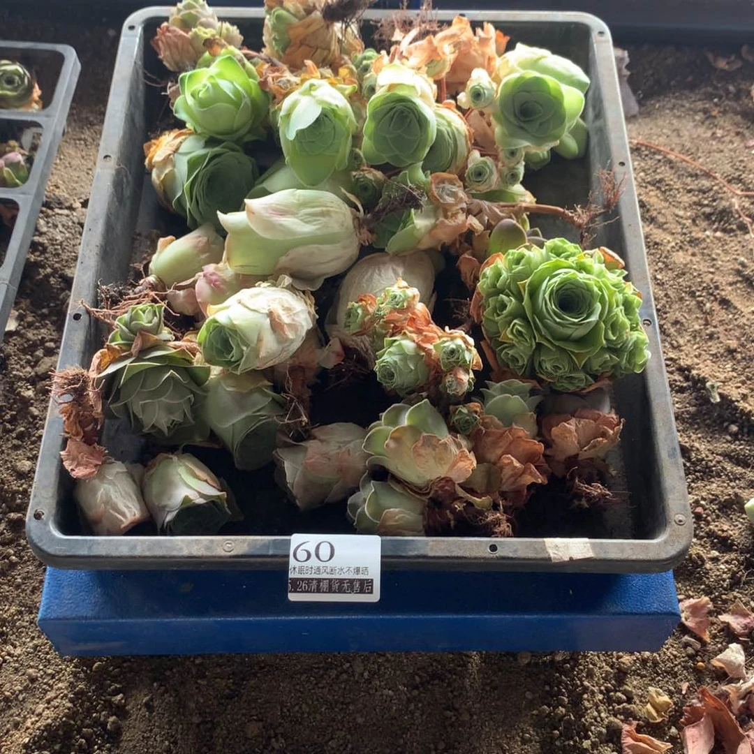 工**店清棚处理福利款60