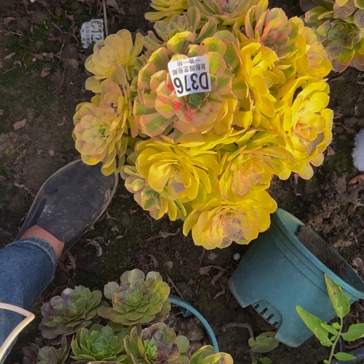 雨荷花30-4包邮花花