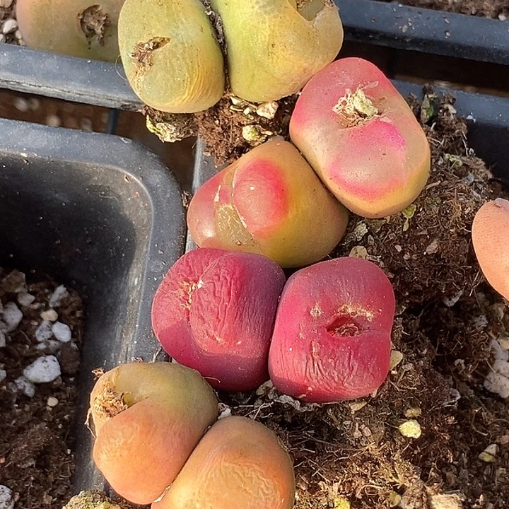 14532一组巨大有伤