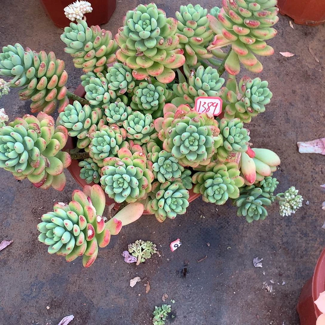 @*宇香格里拉1389晓晓一物一拍