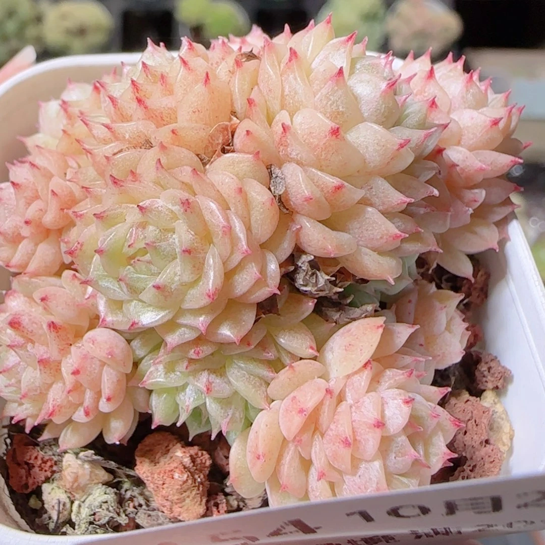 花语逸镜1027-154散