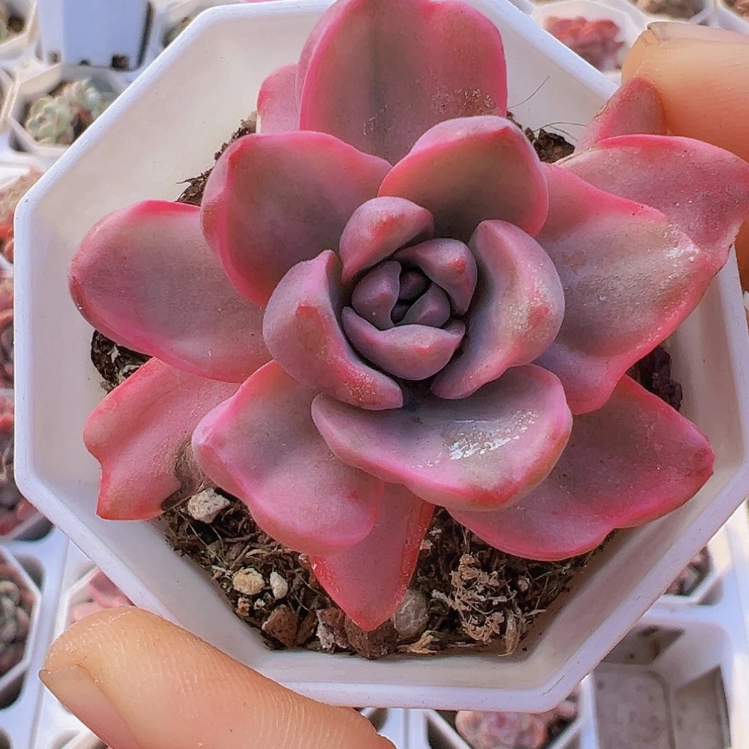 老桩彩虹糖锦19包邮