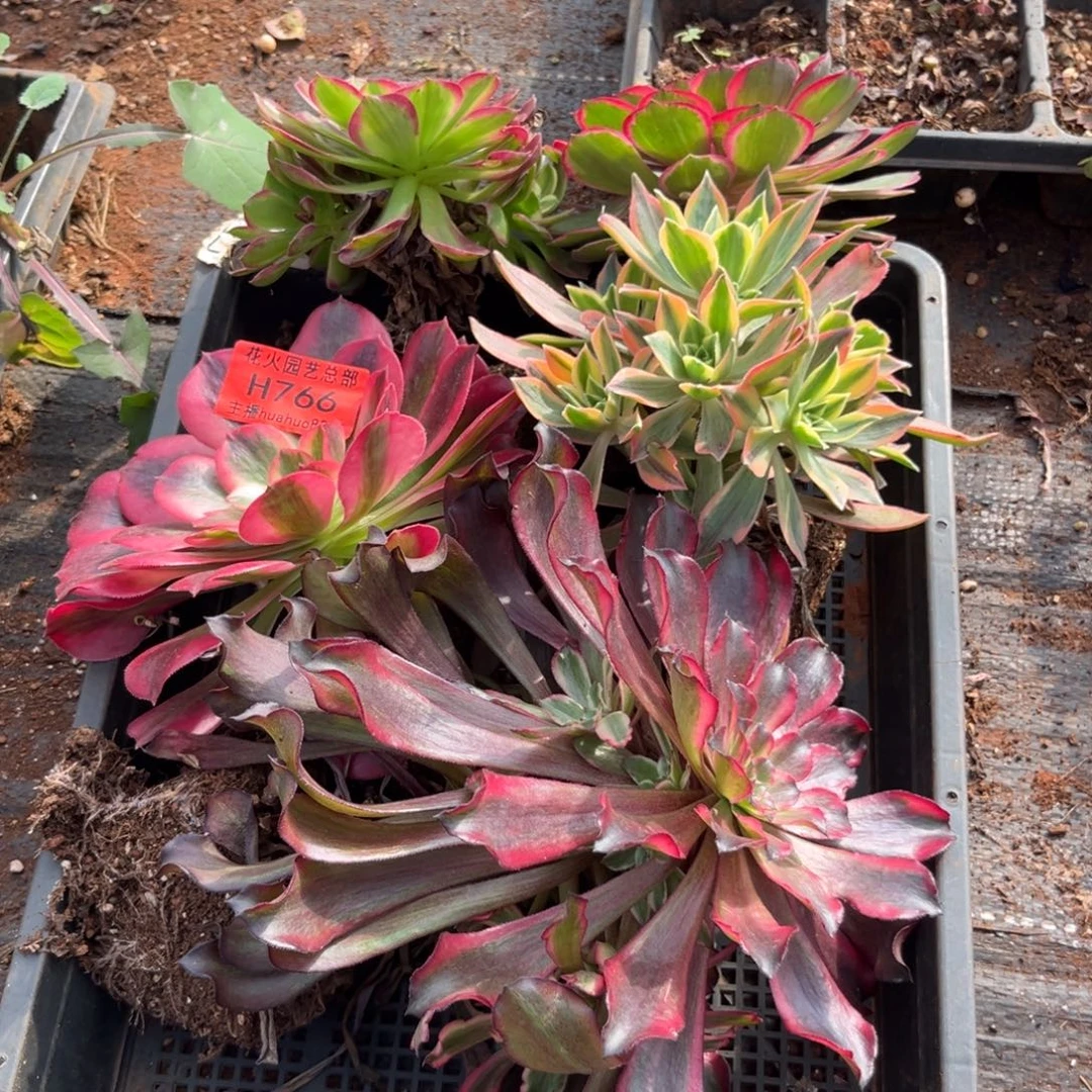 框拍766多肉植物法师