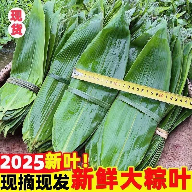 大号粽叶新鲜家用端午包粽子叶子特大号箬叶真空装竹子叶干粽子叶