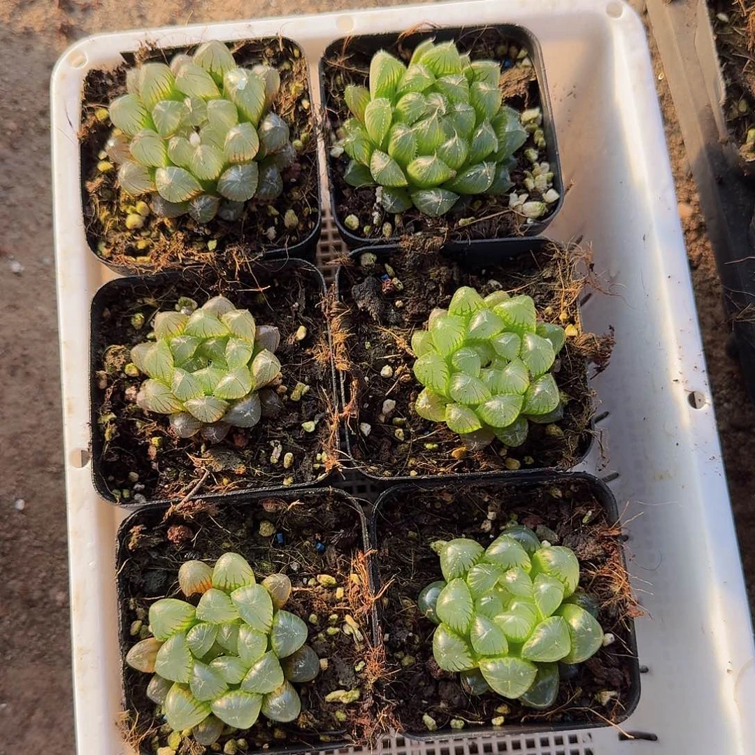 实生玉露一物一拍90