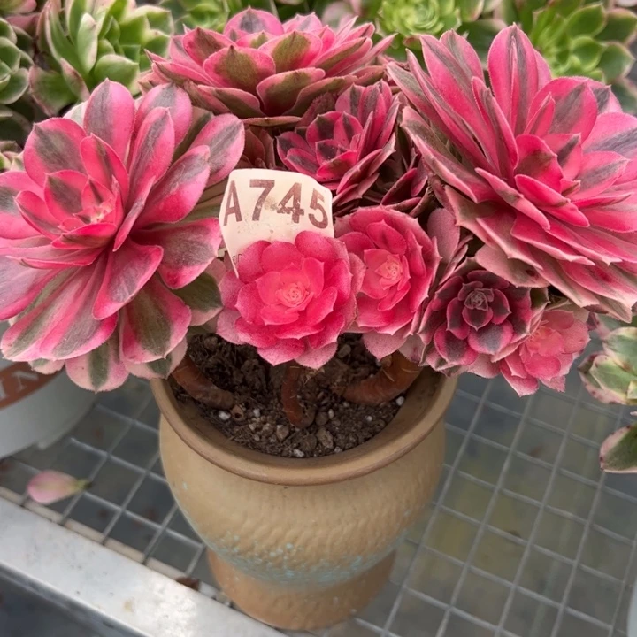 745倾城小精品朵朵18厘米左右