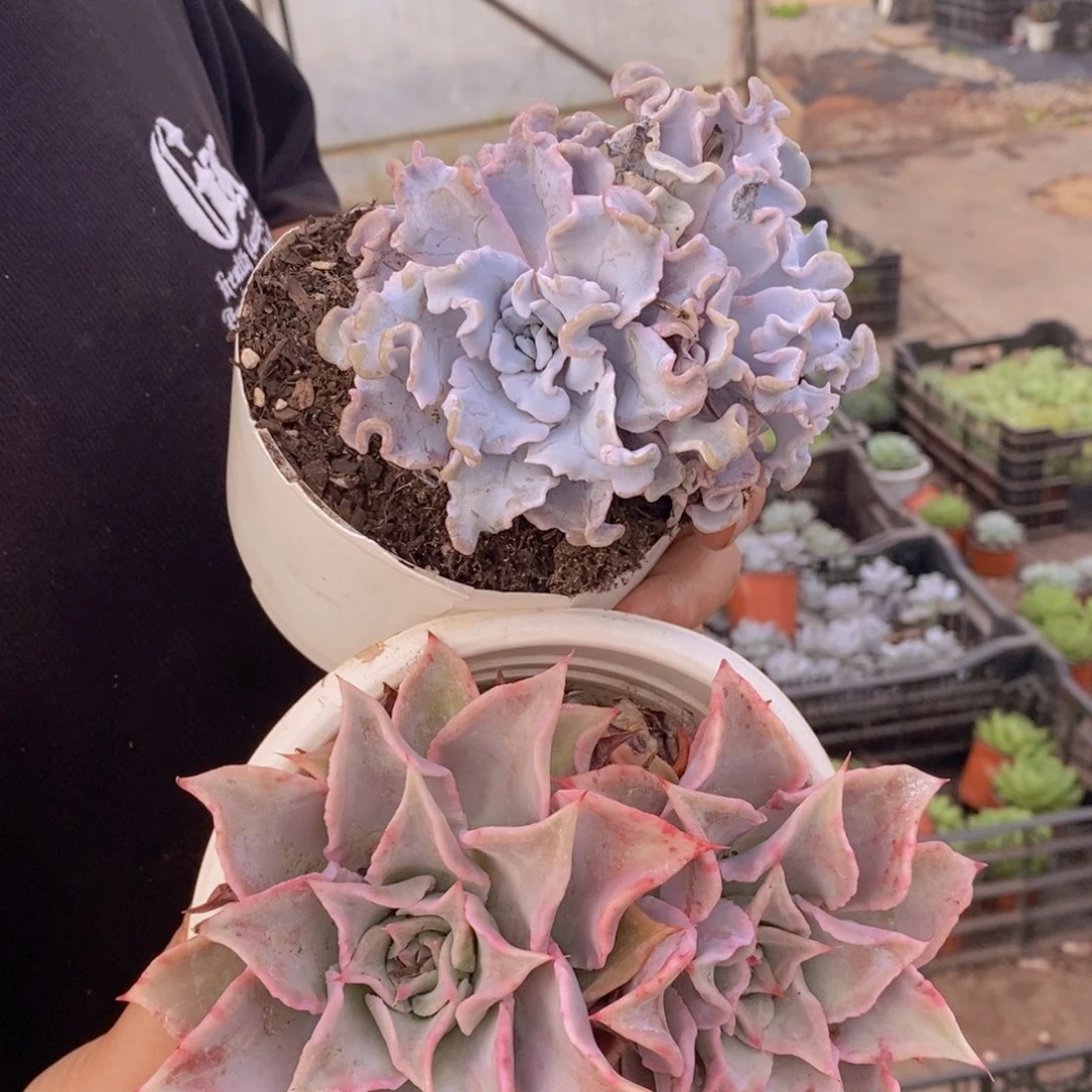 芭蕾舞者，饺子皮双头各一