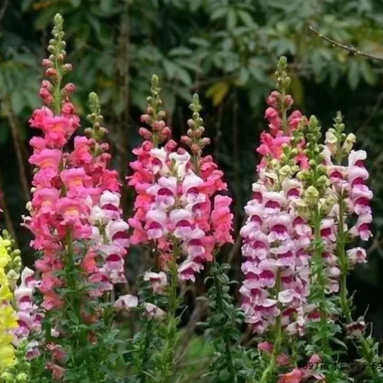 高杆秆金鱼草四季播种盆栽地栽阳台花卉