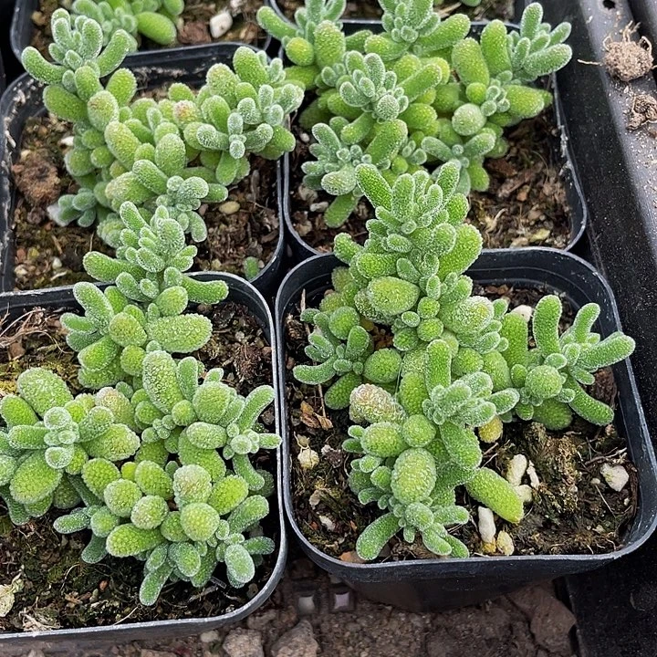 冰晶糖球带盆土发货