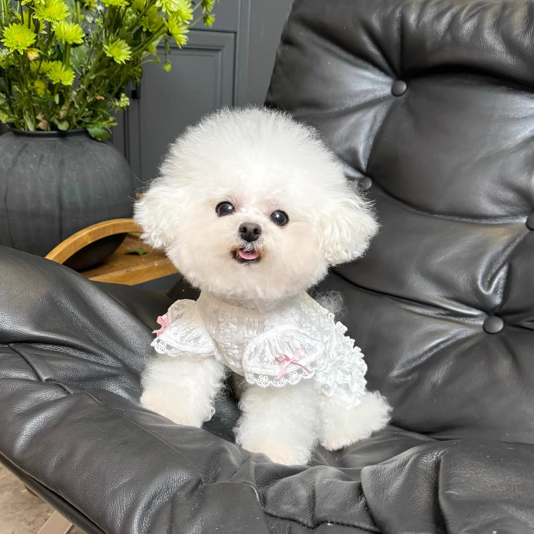 宠物衣服春夏新款小型犬蕾丝泡泡袖背心狗狗泰迪比熊约克夏防晒衣