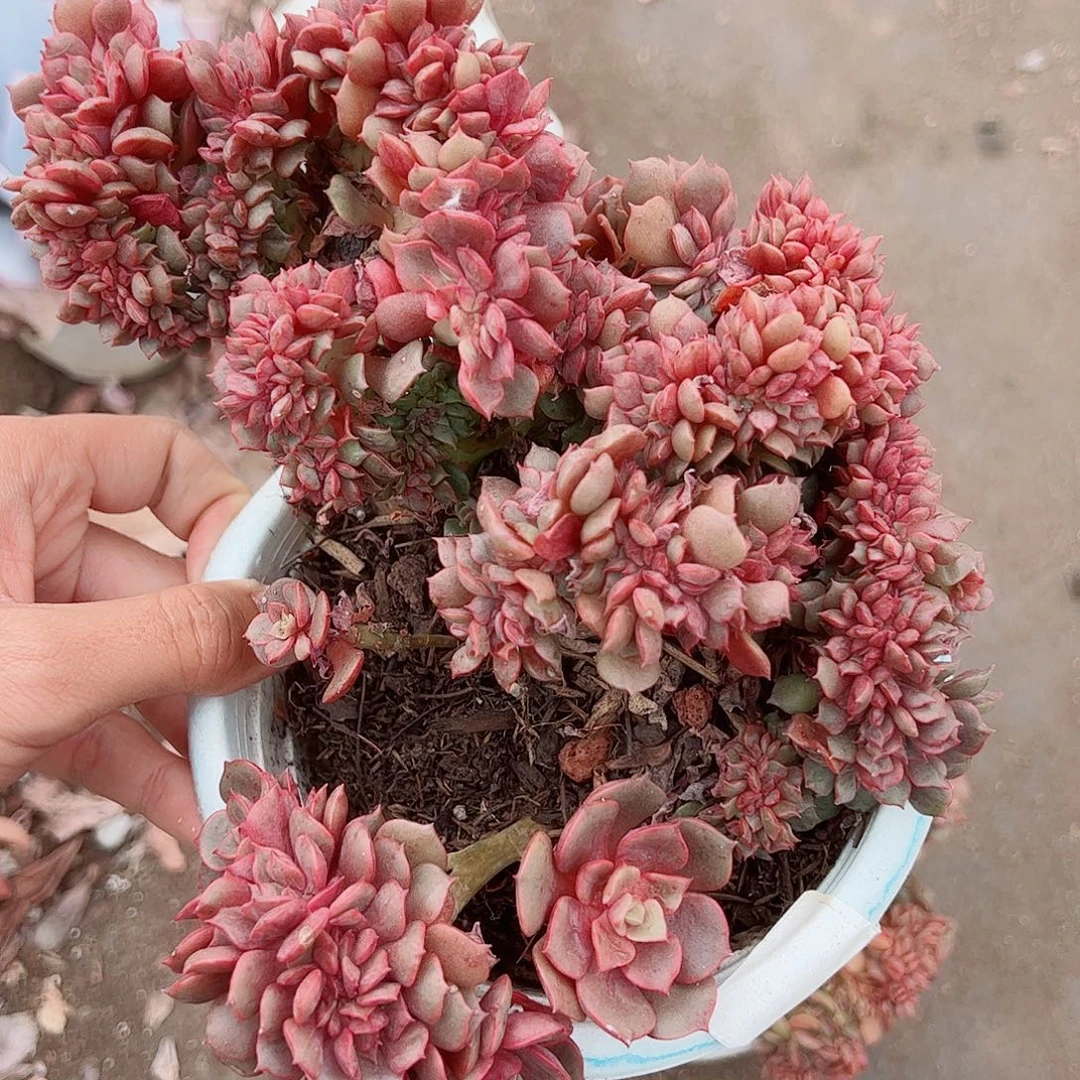 大红袍缀化精品特价大盆