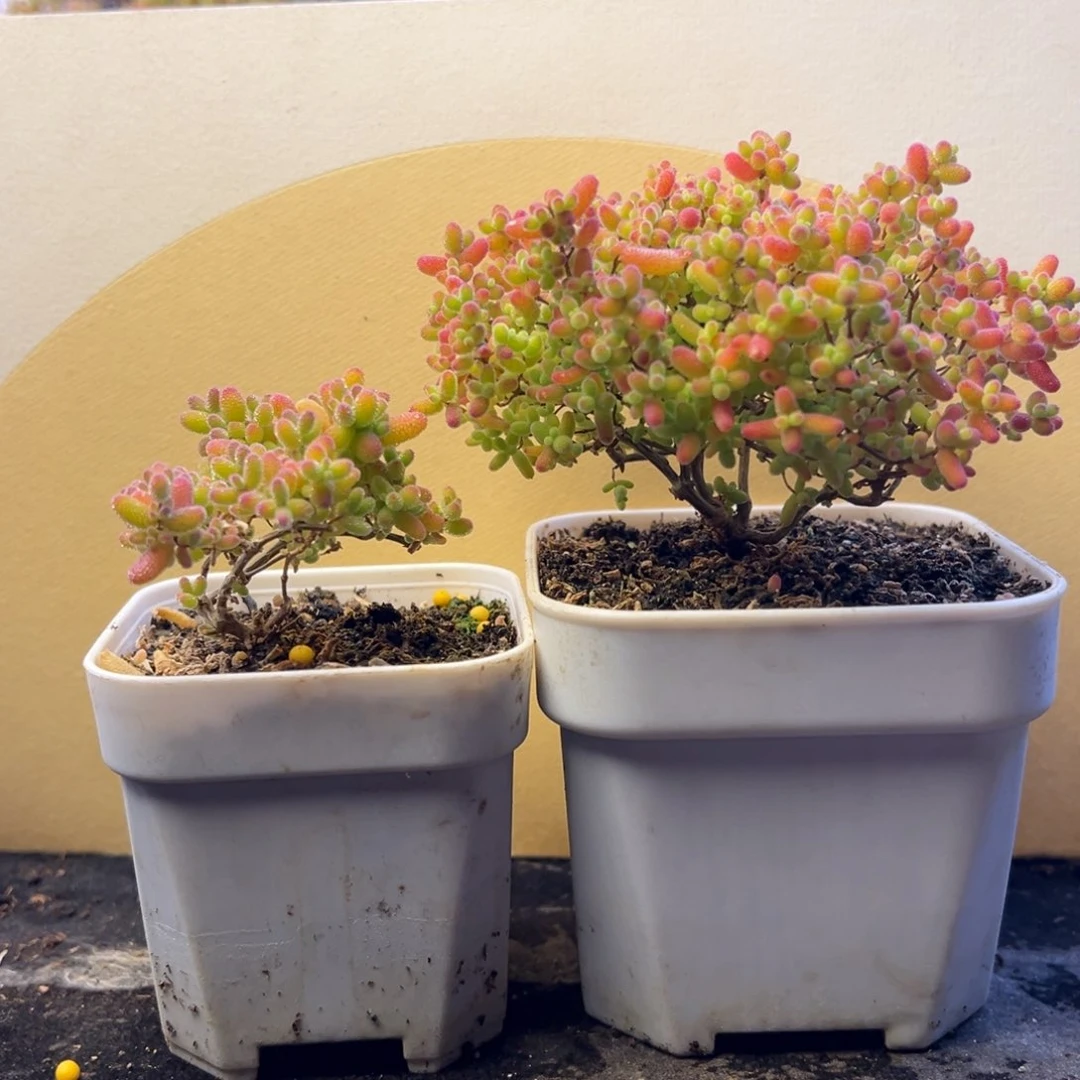 枝干 枝干 枝干 枝干