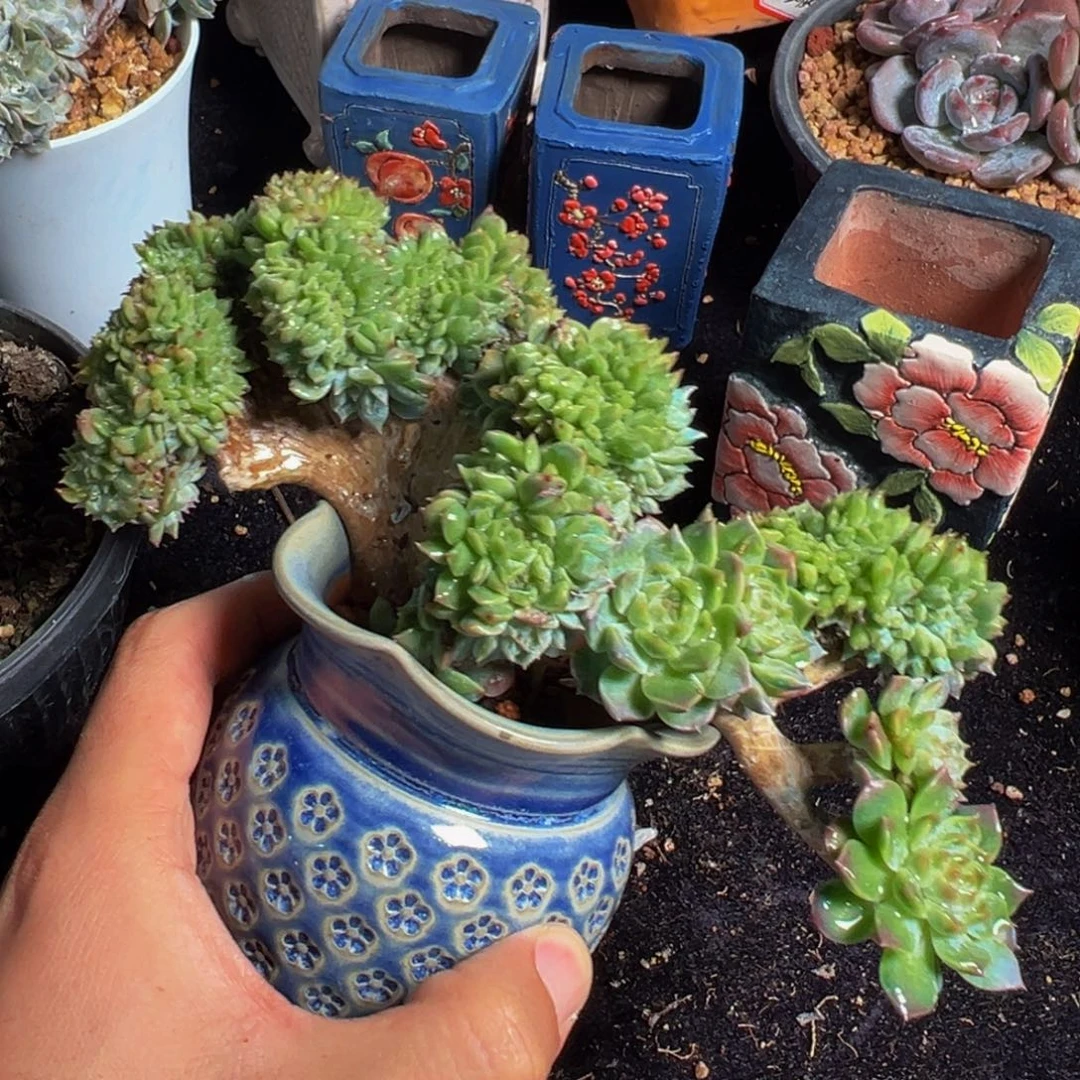 新年快乐 新年快乐