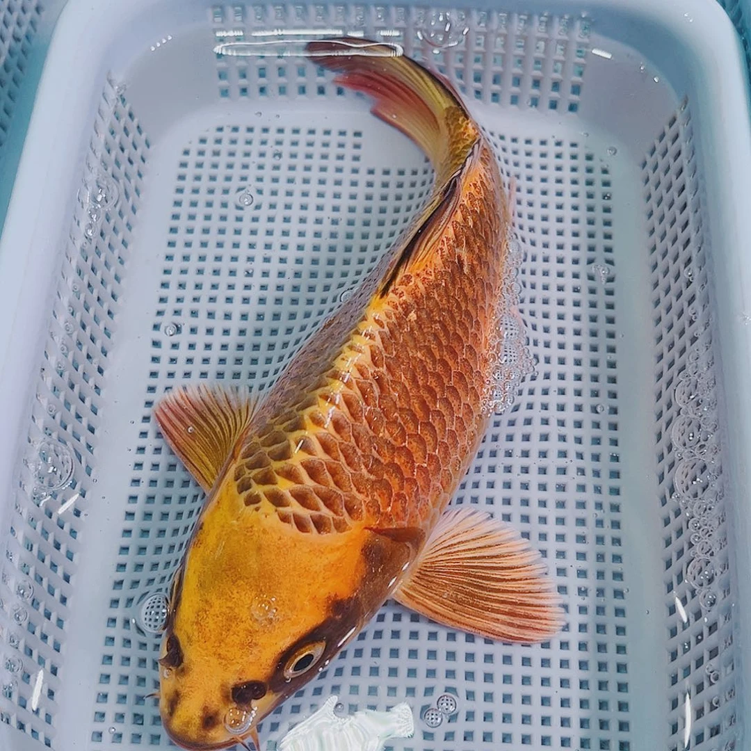 锦鲤锦鲤冷水鱼观赏鱼125