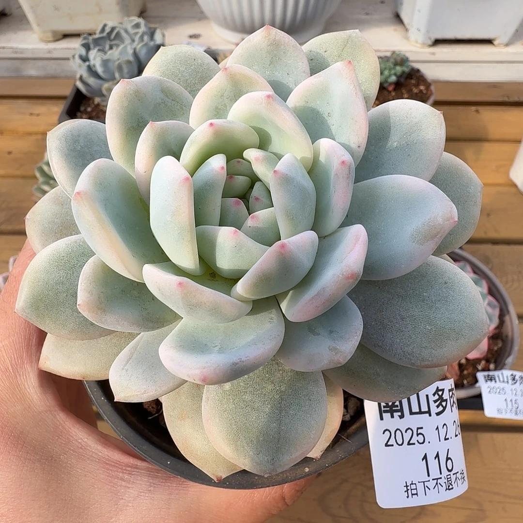 橙梦露锦111226-116