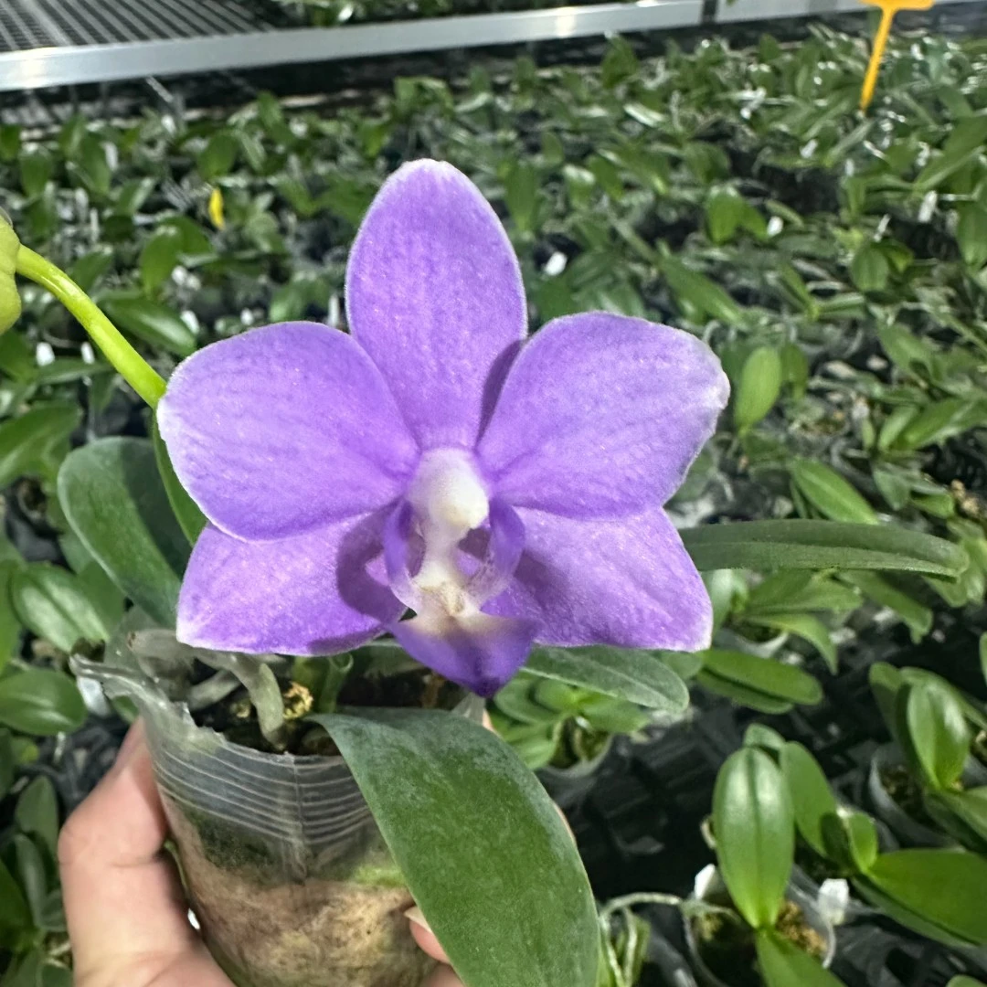 2.5寸 紫玉铃铛-抽梗苗 少根叶瑕 珍奇蝴蝶兰