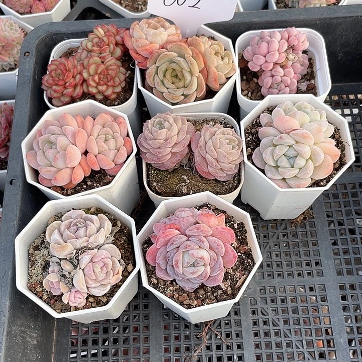 薇薇安园艺多肉002