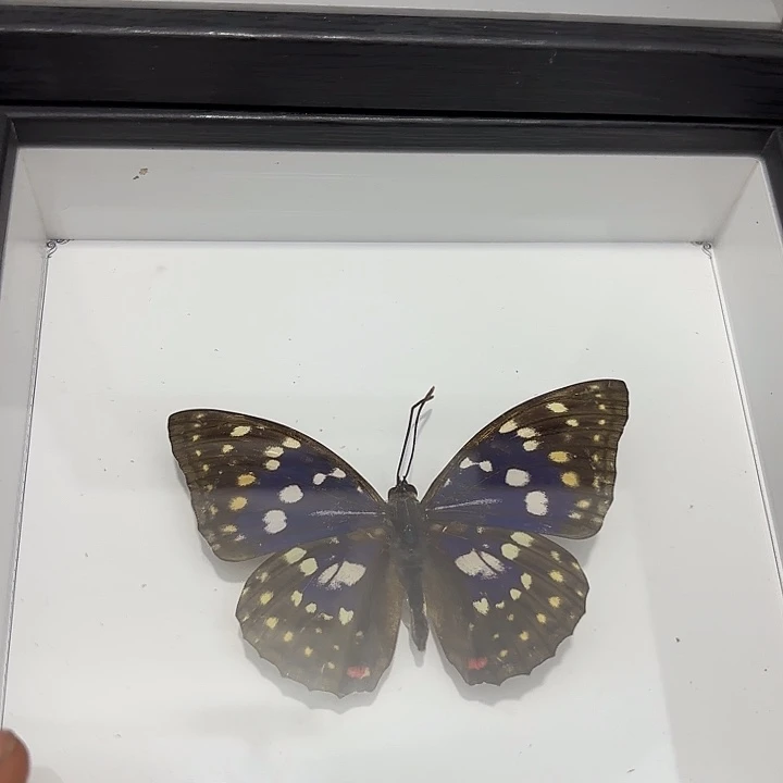 方框白底大紫蛱蝶