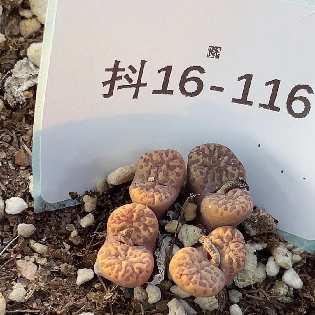 16-116泡泡鸟多肉植物