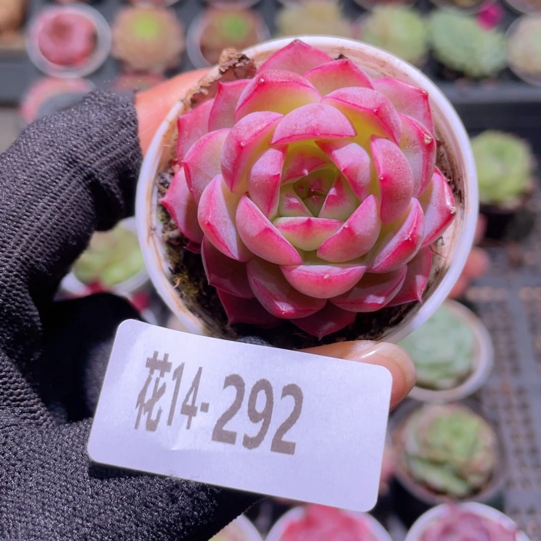 花利美14-292女王