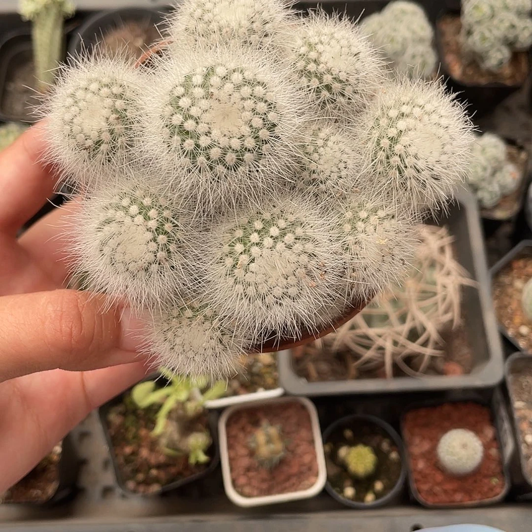 回***忆470白小丁群（满18元包邮）