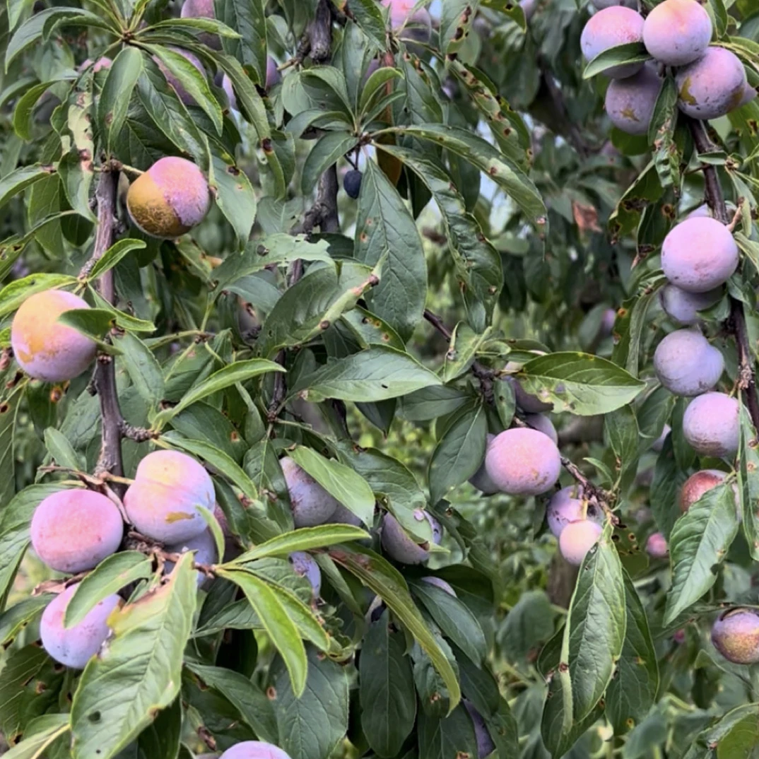 飘飘家～四川高山脆红李