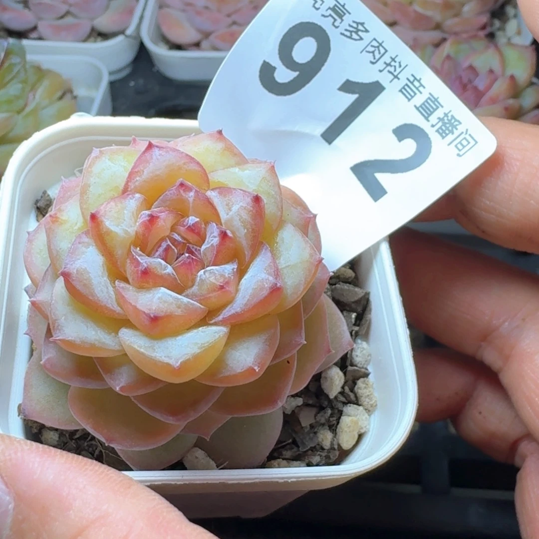 孤品糖心         多肉植物