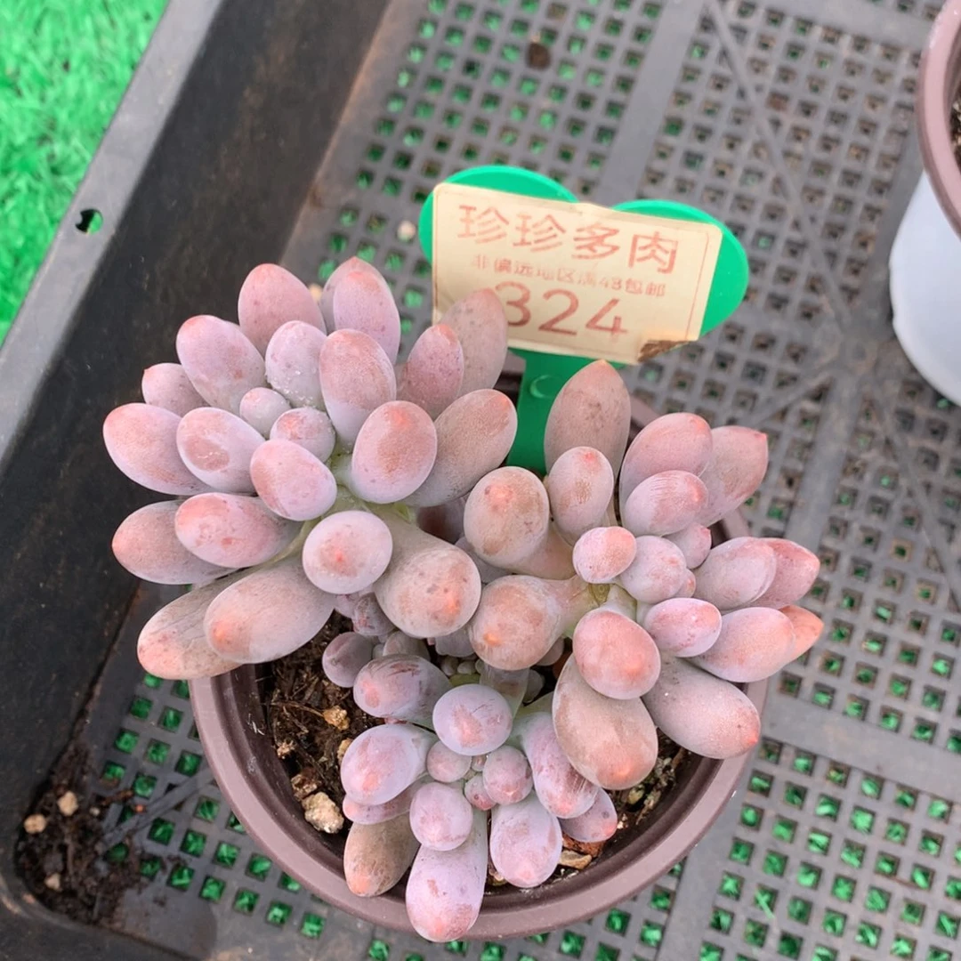 桃花奶老桩无砍324