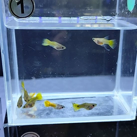孔雀鱼黄金玻璃猫8条