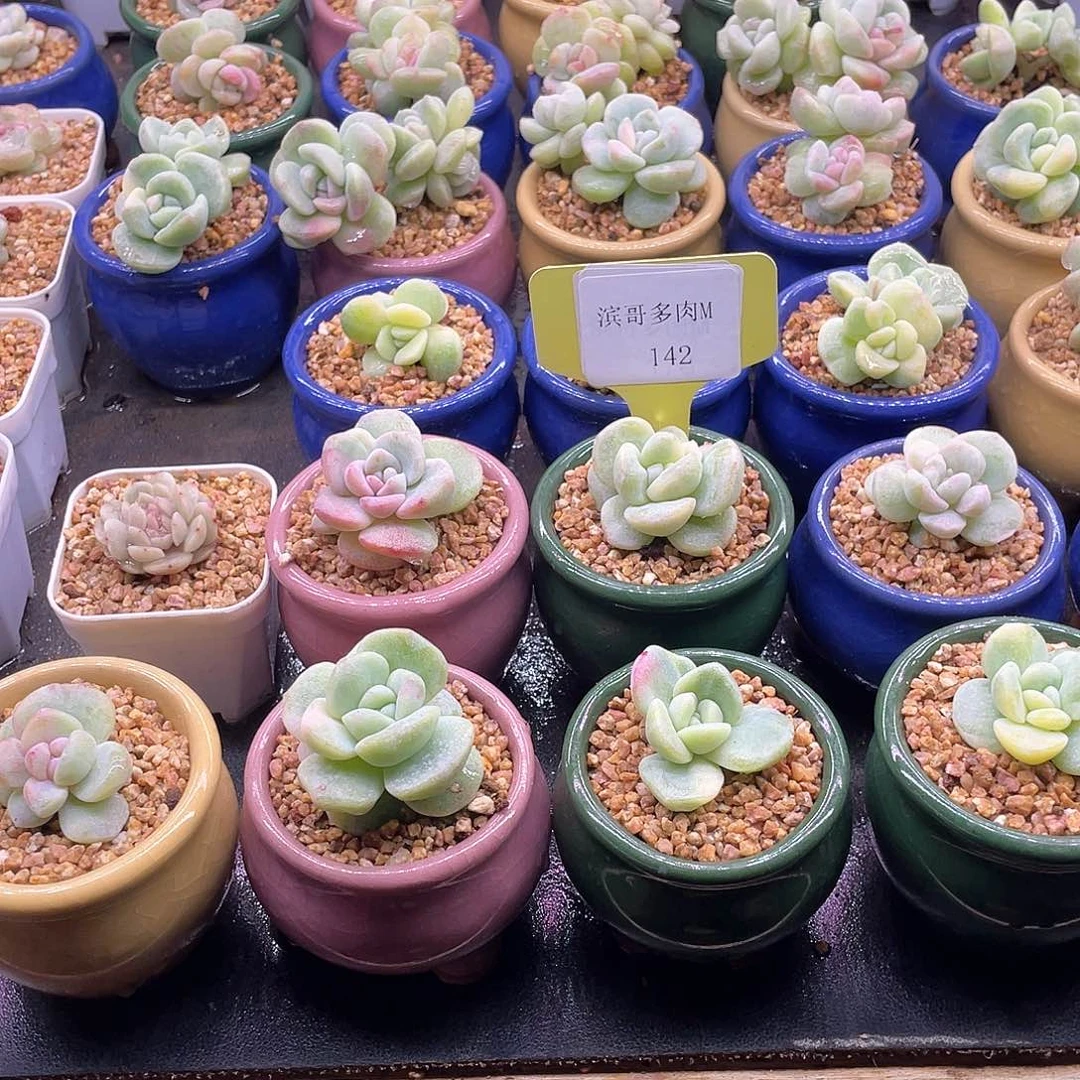 咕***～滨哥多肉M142冰玉石化锦带锦