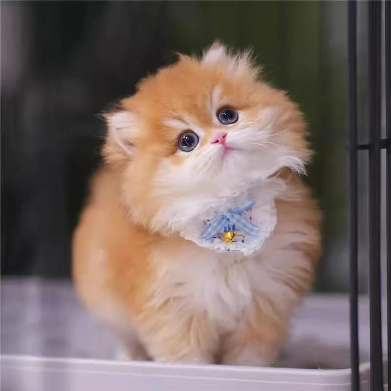 (小鱼淘猫）甜美猫宠物活体金渐层矮脚拿破仑布偶猫宠物猫专属链接
