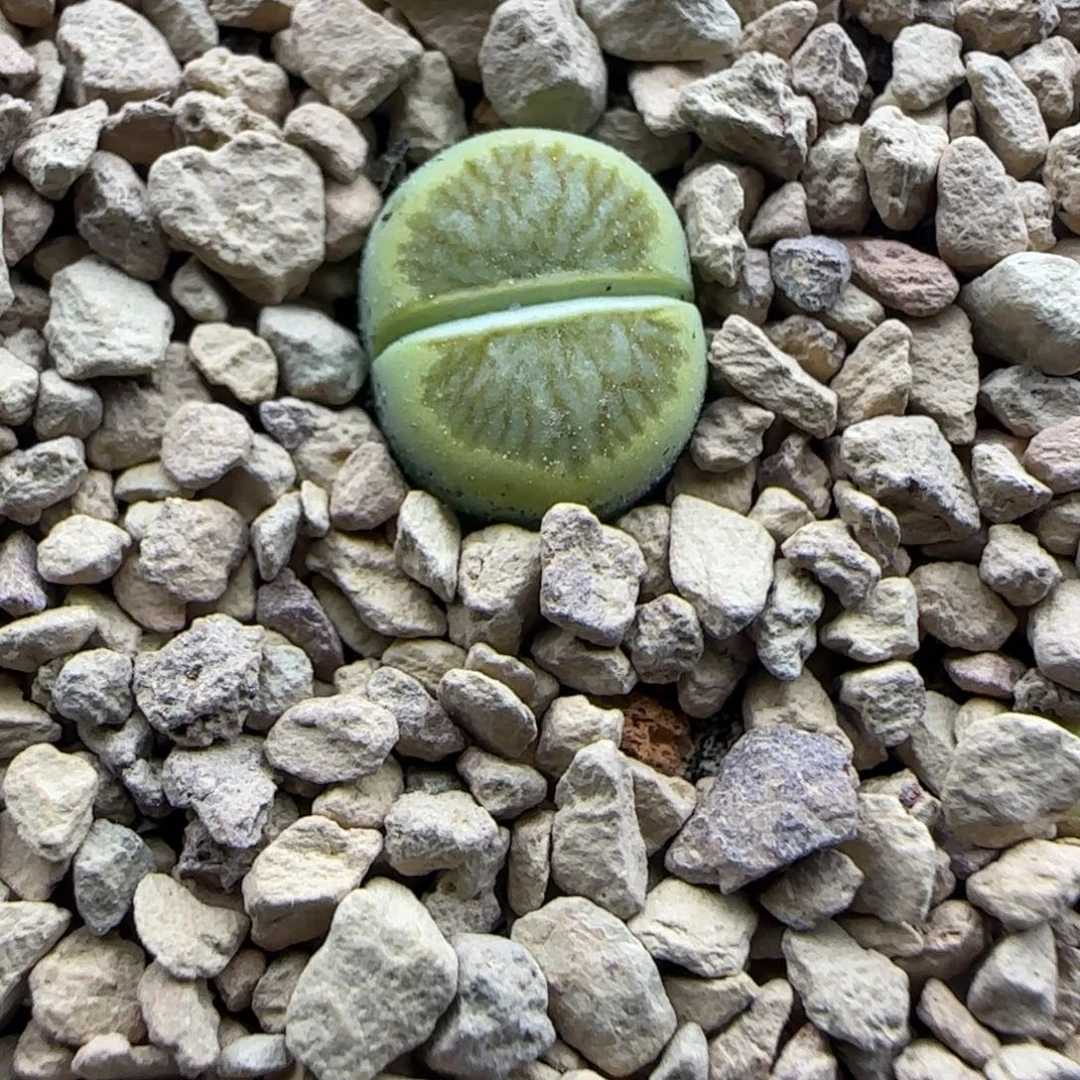 637 生石花大棚直播